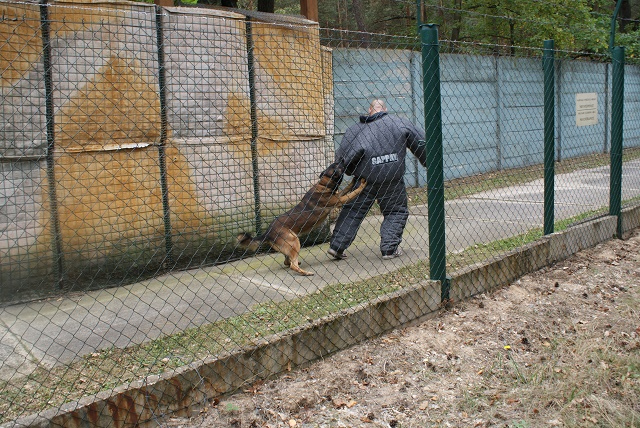 2_strazni_pes_zasahuje_po_vstupu_neopravnene_osoby_do_objektu.jpg